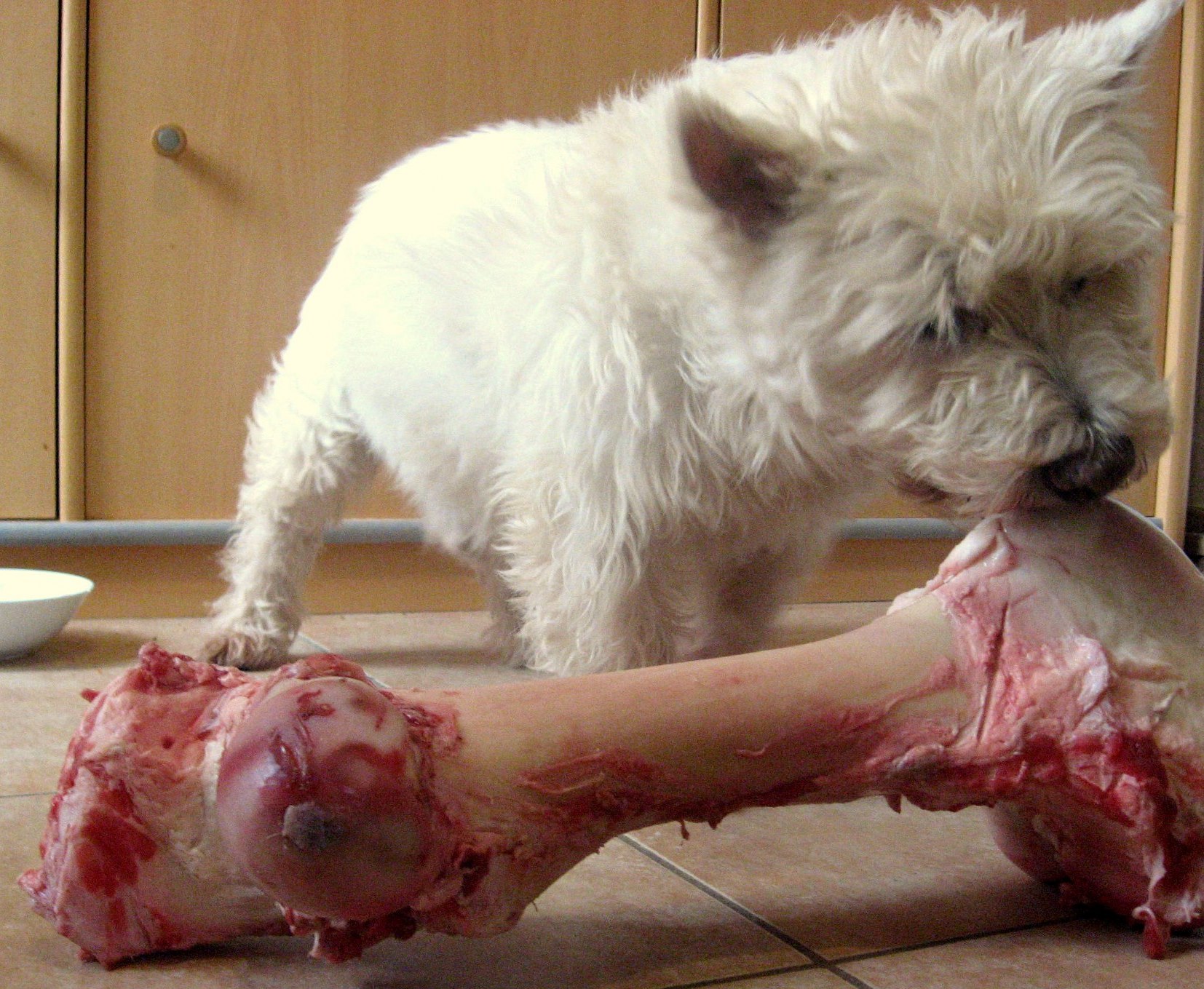 Peut-on donner des os à manger à son chien ?