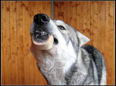 Donner des os à son chien ? Oui mais…