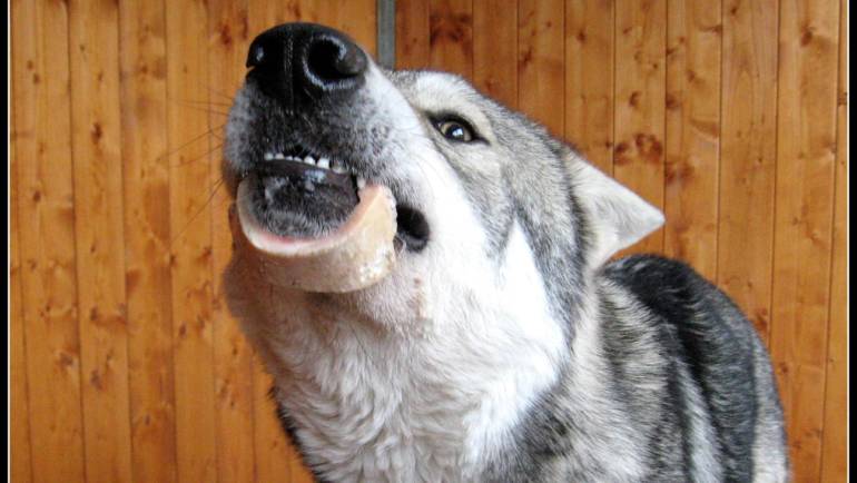 Donner des os à son chien ? Oui mais…