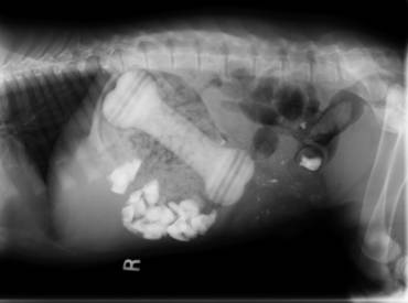 Le PICA (ou quand ton chien/chat mange tout et n’importe quoi)