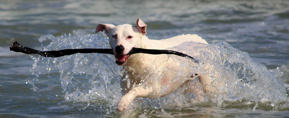 chien dans la mer avec un baton