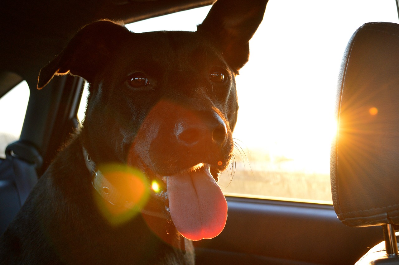 chien en voiture