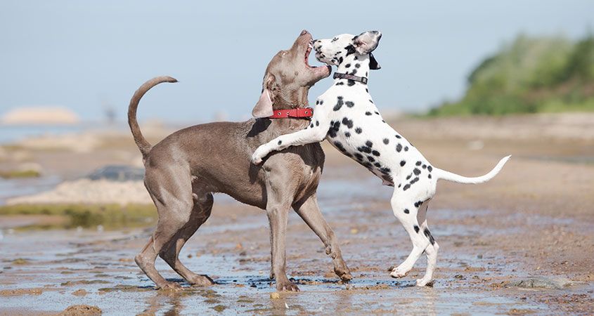 dalmatien et braque se battent