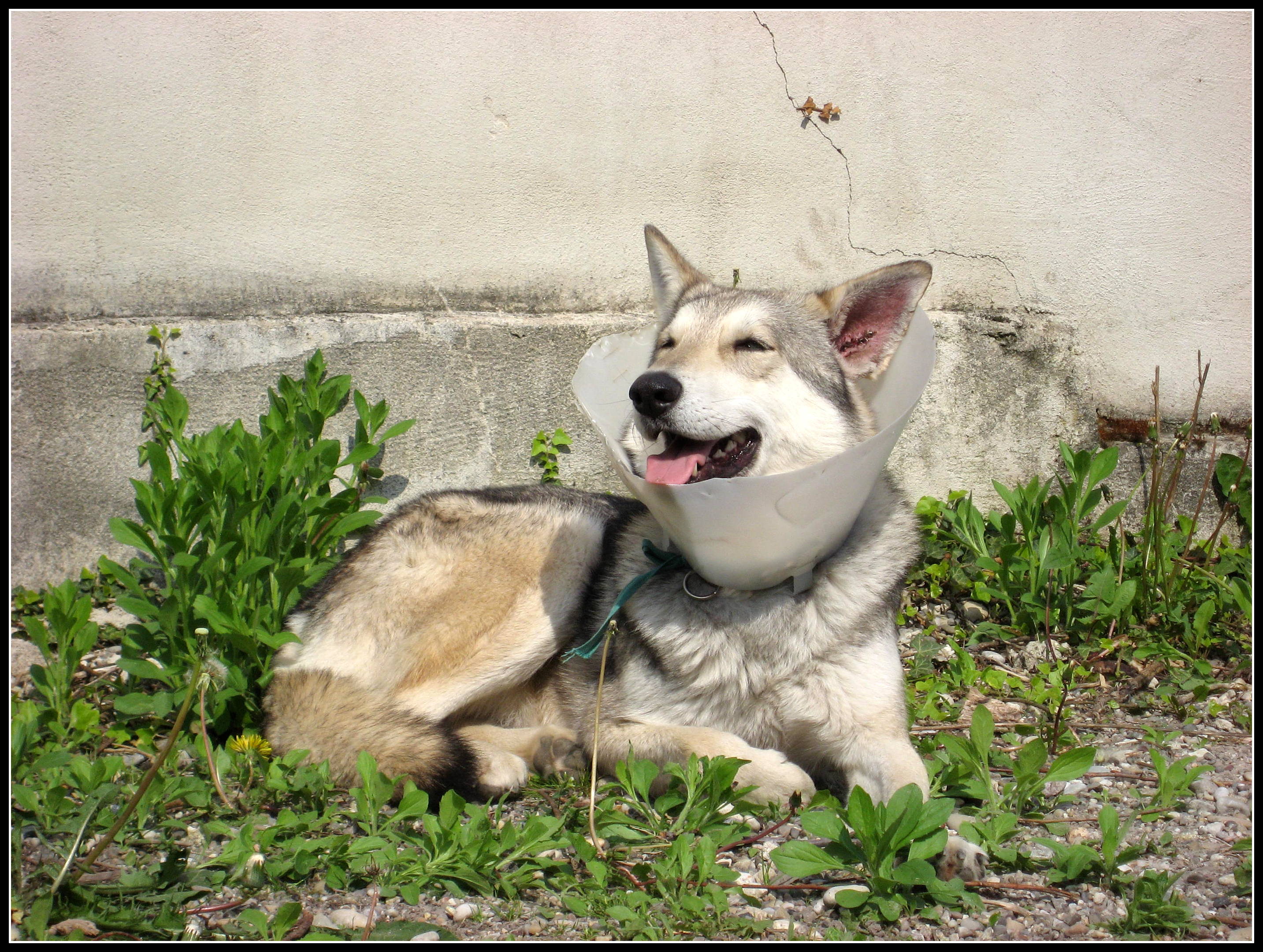 Dyna et son oreille trouée