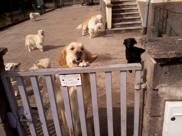 Groupe de golden retriever