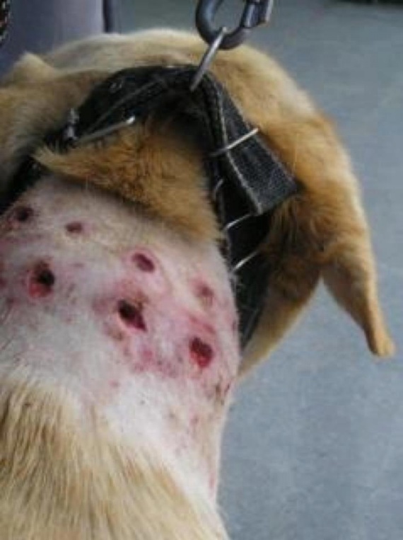 blessures torquatus.jpg