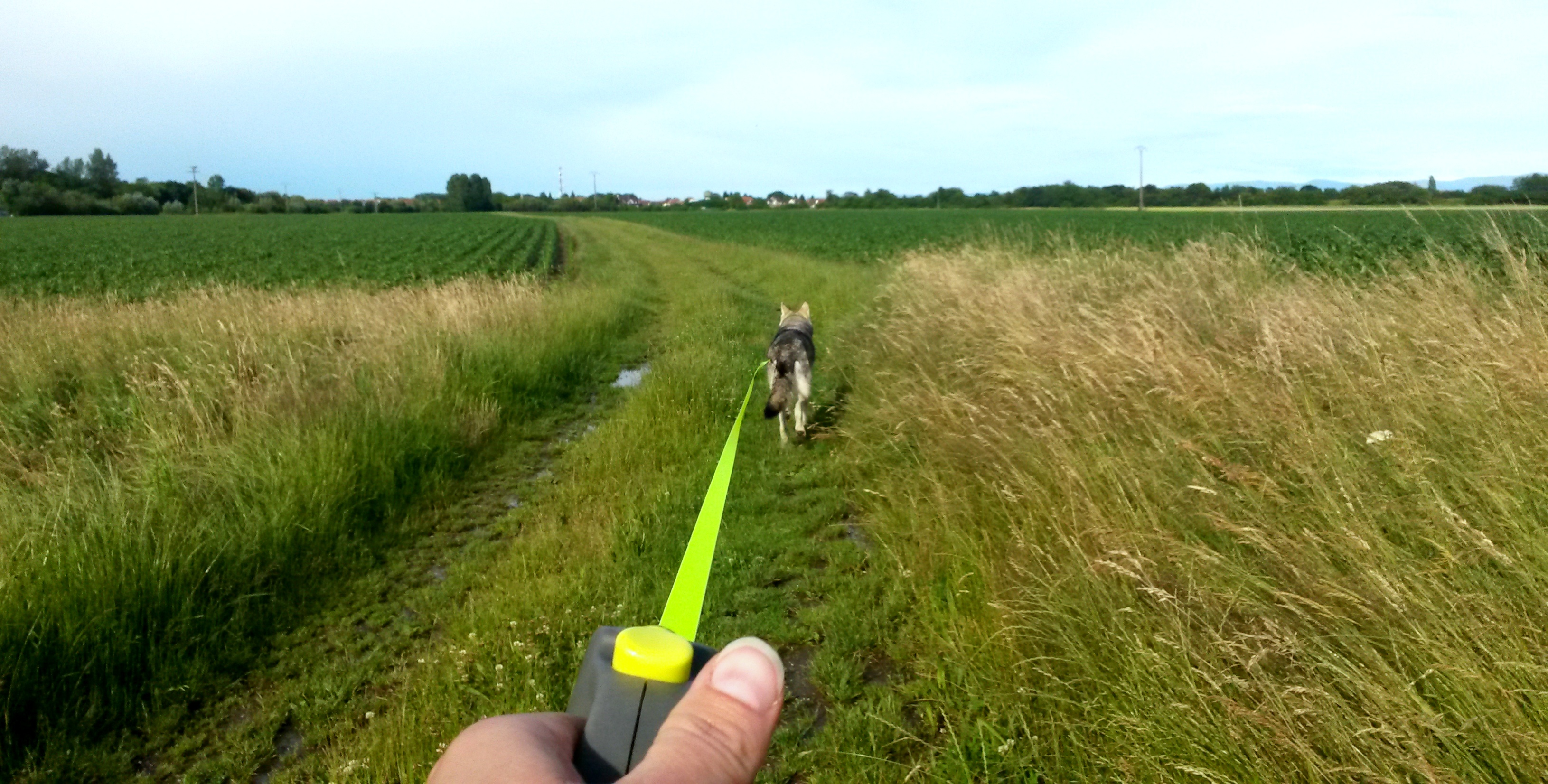 Laisse rétractable pour chien - Patte Canine