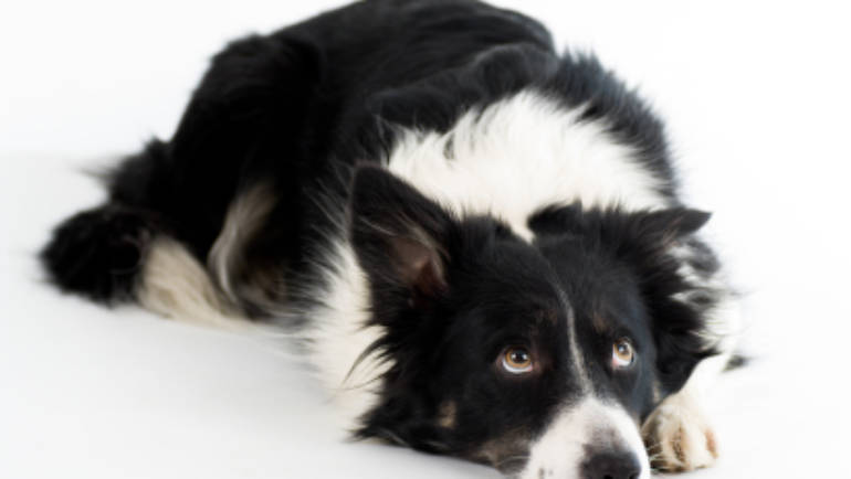 Etre un chien de travail au chômage