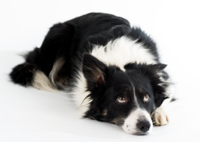 Etre un chien de travail au chômage