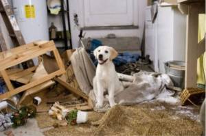 Comportementaliste pour chien Alsace