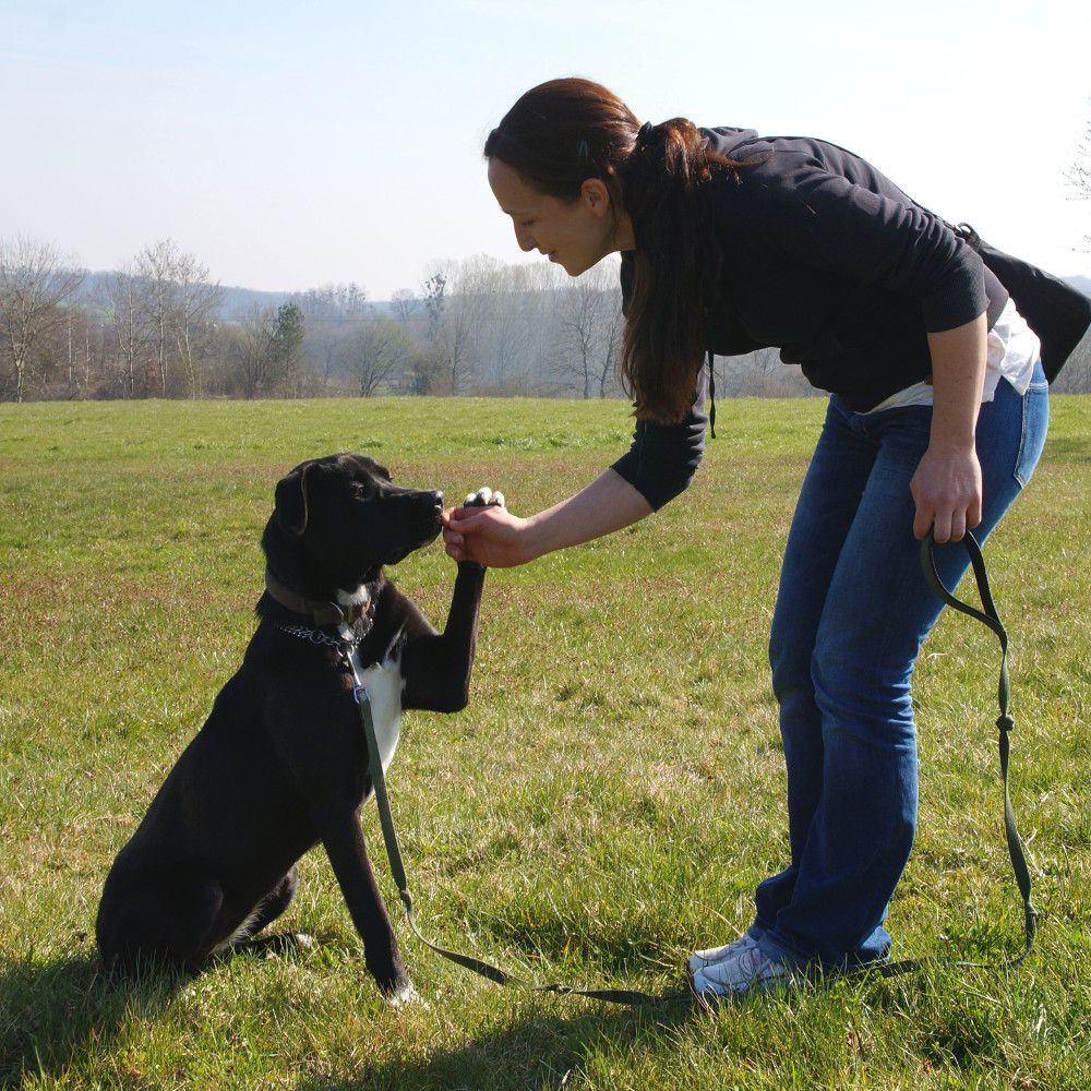 Virginia Klein, éducateur canin et comportementaliste - Toutou&You à  Leutenheim (67)