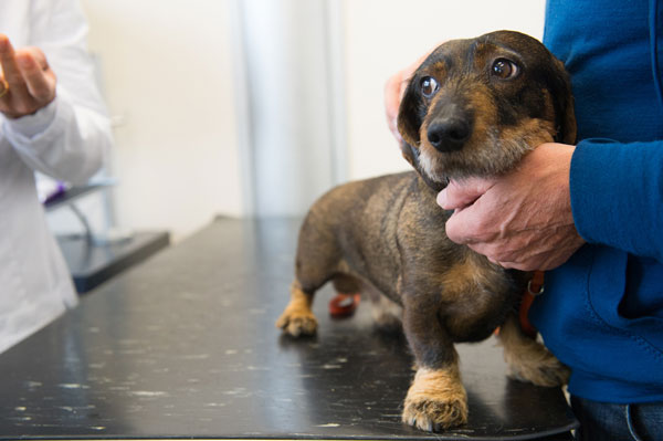 chien craintif chez le veterinaire.jpg