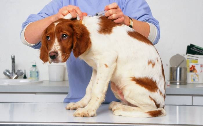 Mon chien a peur du vétérinaire