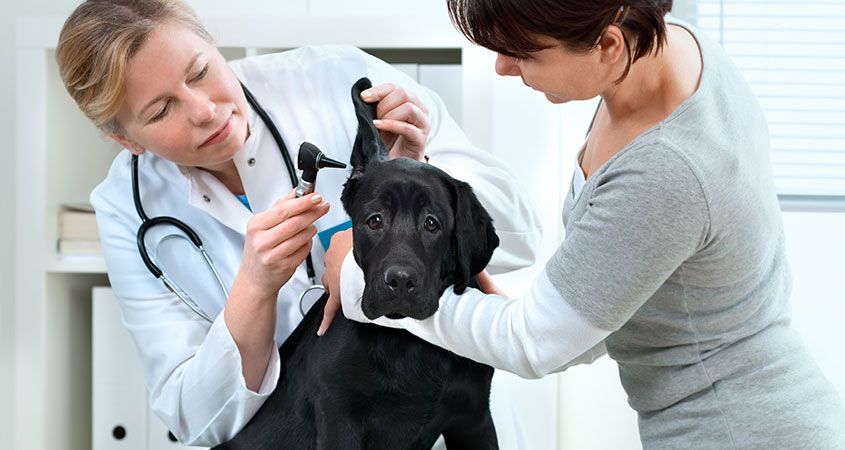 manipulations veterinaires