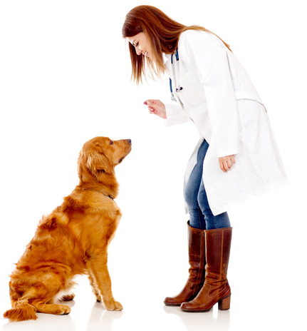 veterinaire donne friandise.jpg