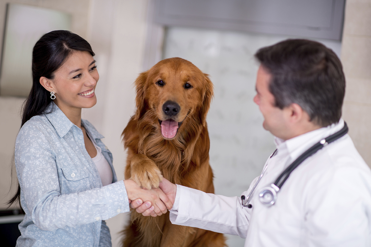 Dog at the vet