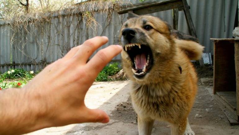 Mon chien a mordu !