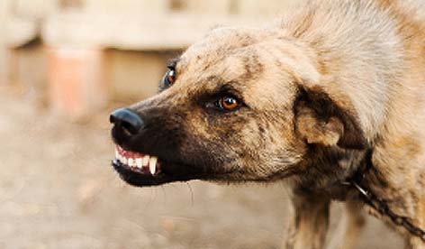 chien_montre_les_dents.jpg