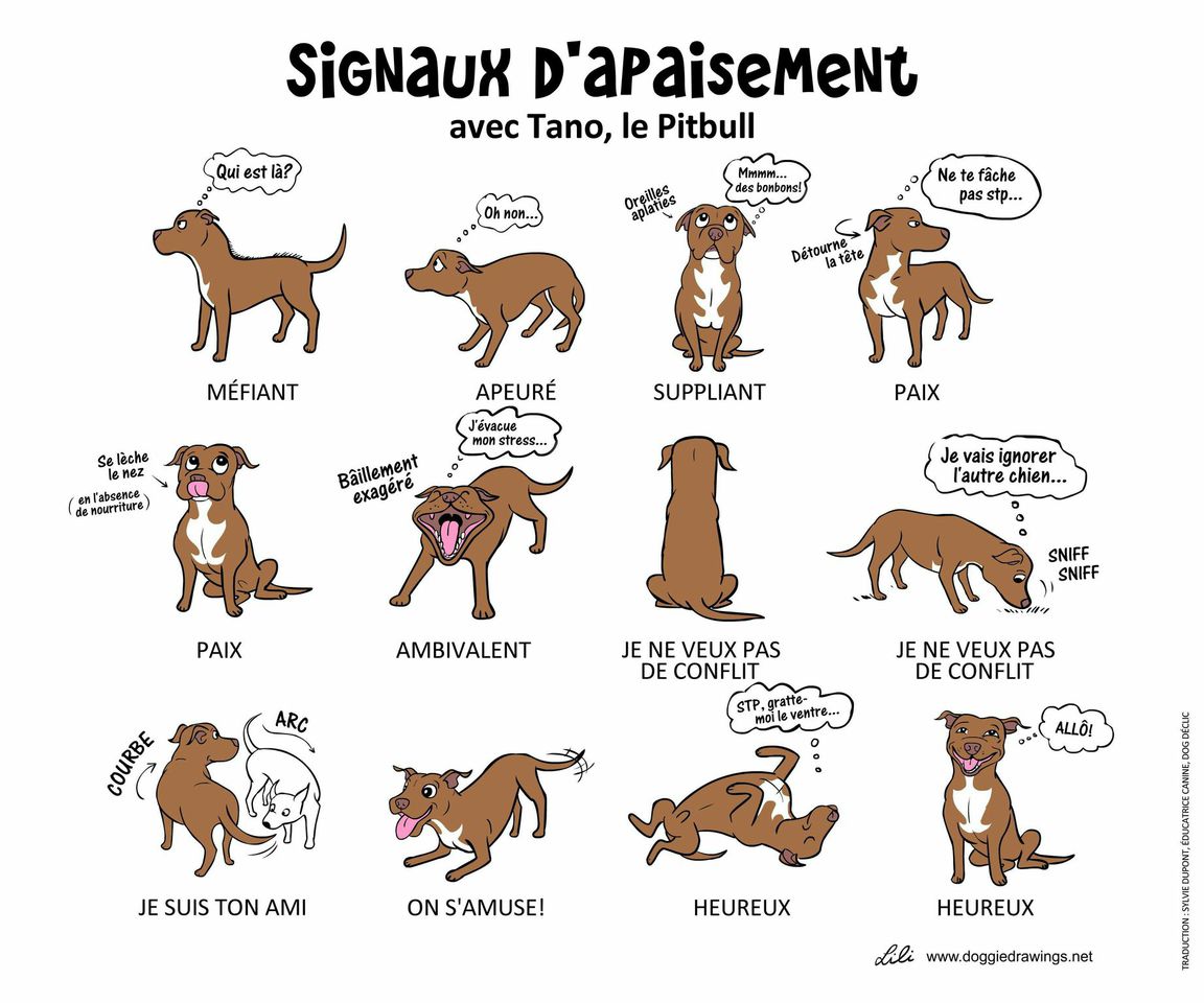 signaux-dapaisement-2