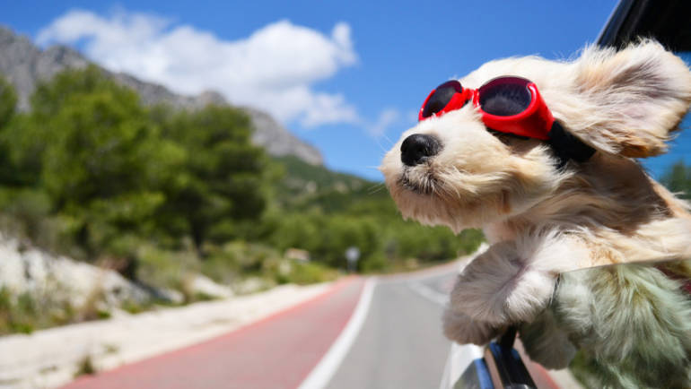 Comment bien voyager en voiture avec son chien ?