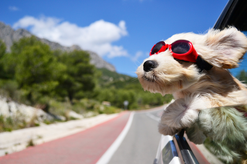 Transporter un chien en voiture : que dit le code de la route ?