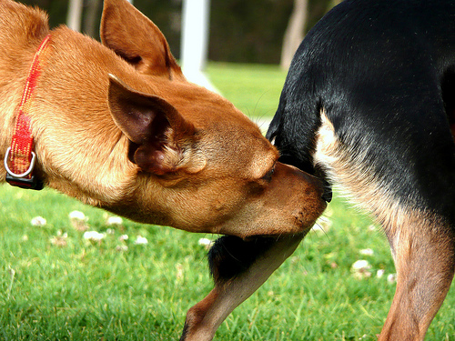 dog-sniff-butt