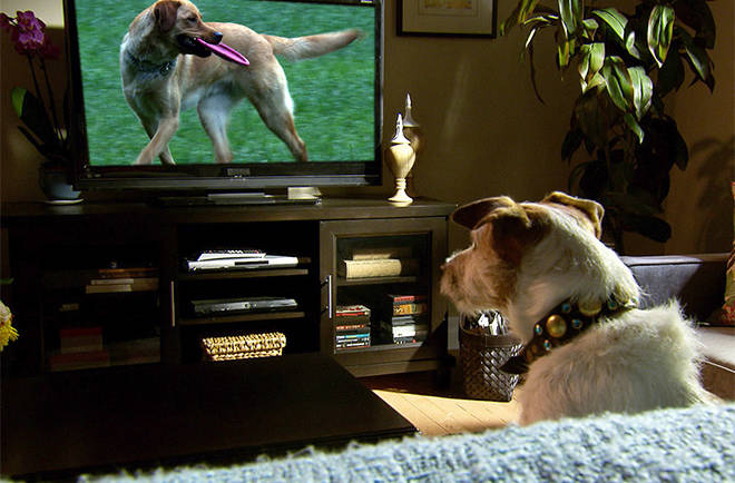 Que voit mon chien à la télévision ?