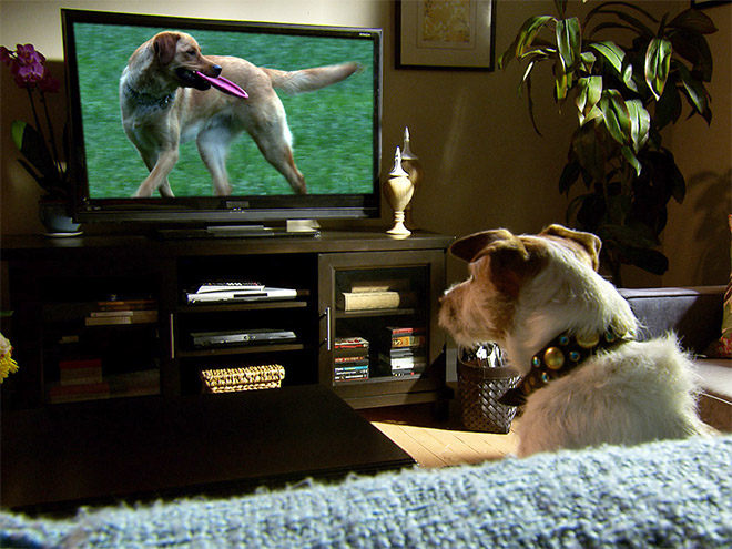 Que voit mon chien à la télévision ?