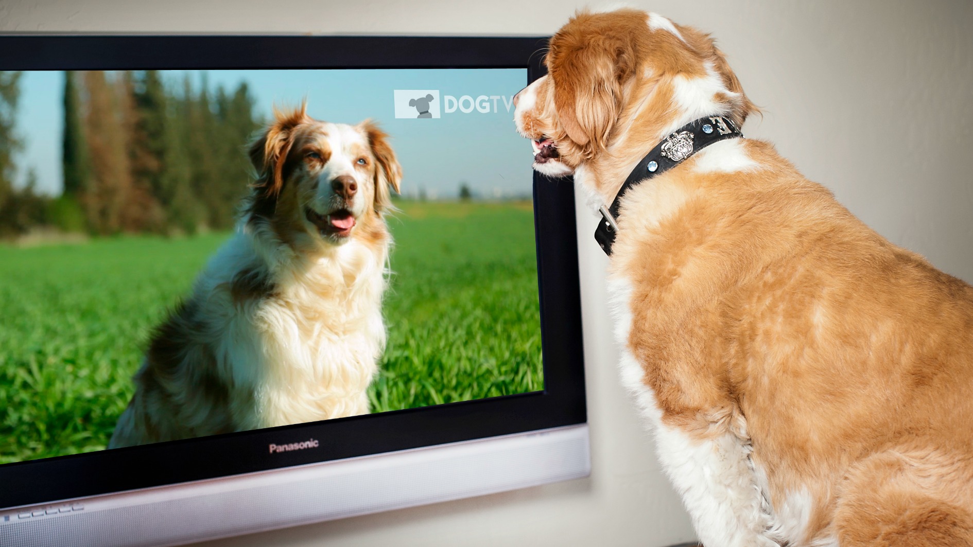 dogtv.jpg