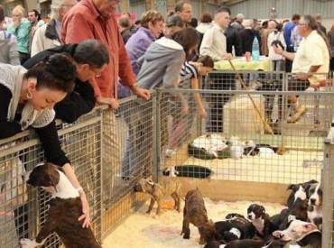Foire aux chiots, ce qu’il faut savoir