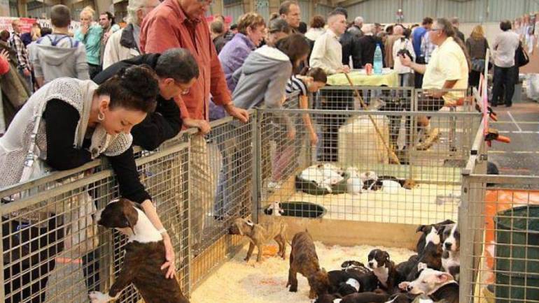 Foire aux chiots, ce qu’il faut savoir