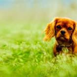 slider-comportementaliste-canin.jpg