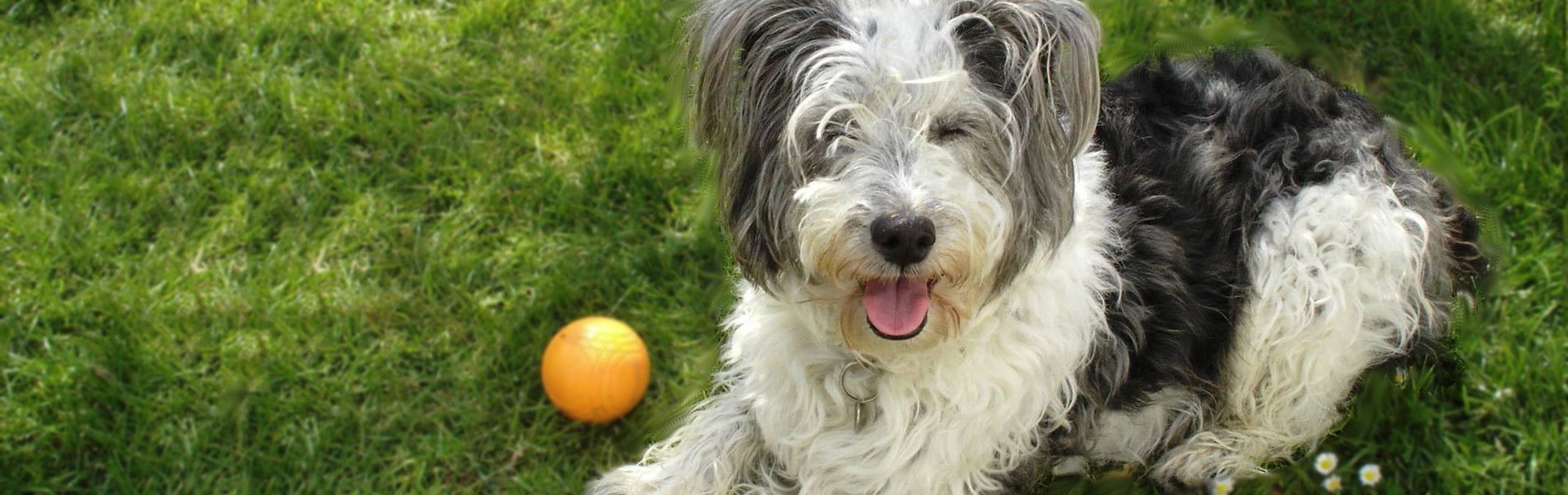 Garde à domicile, chien et chat