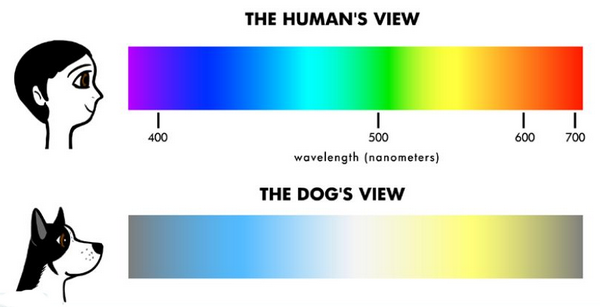 visionchien