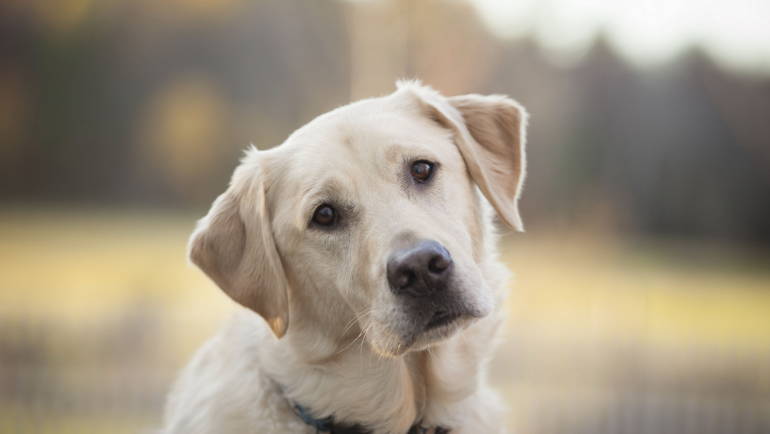 Le vocabulaire de mes chiens