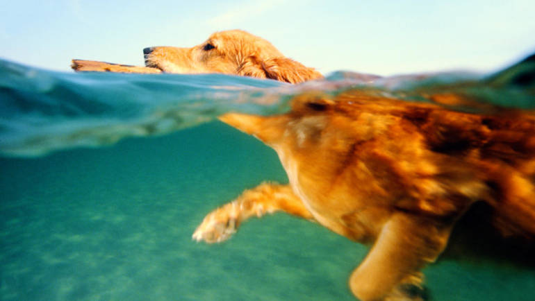 Comment apprendre à son chien à nager ?