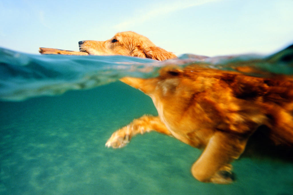 Comment apprendre à son chien à nager ?