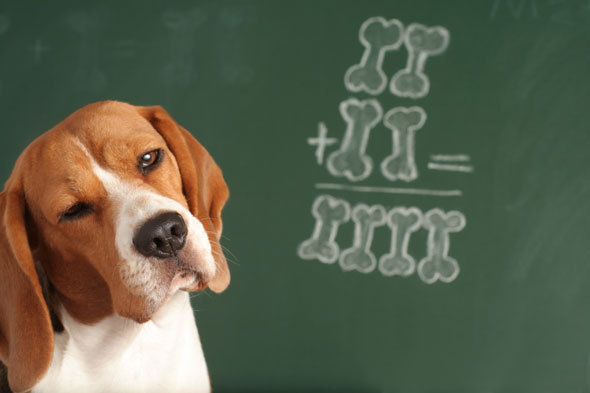 La formule mathématique pour combler votre chien
