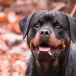dog-3210211_1920-1.jpg