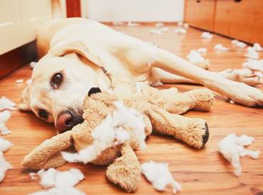 Comment occuper son chien