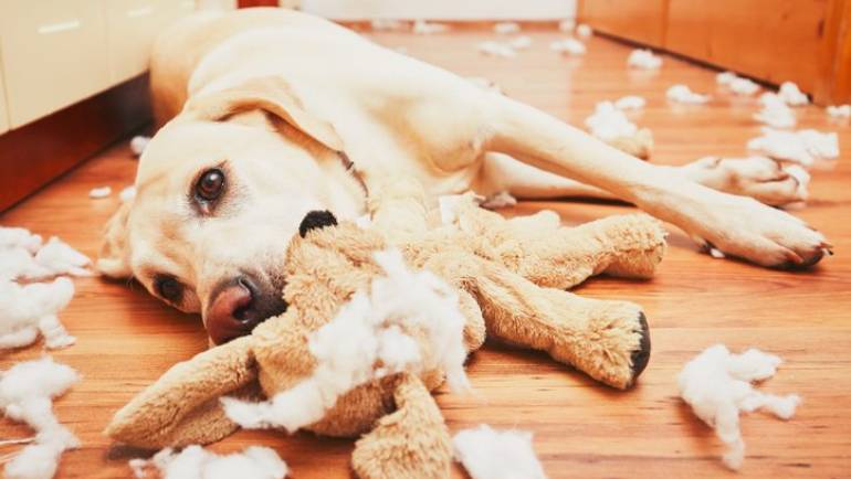 Comment occuper son chien