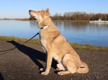 Le traceur GPS pour chiens Tractive !
