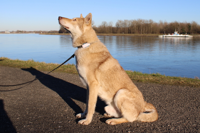 Le traceur GPS pour chiens Tractive !